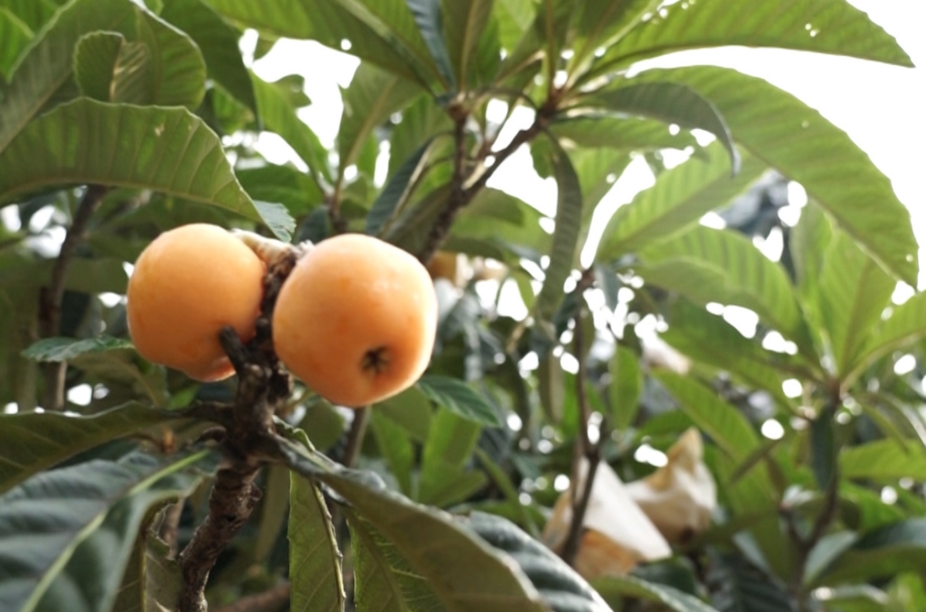 美味しい果樹栽培に最適な淡路島の風土